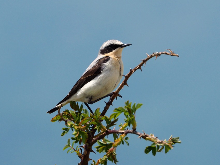 Culbianco (Oenanthe oenanthe)